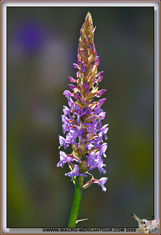 Orchis moucheron